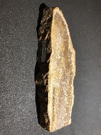 fossiles Holz, Palme